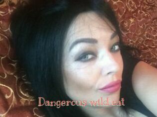 Dangerous_wild_cat
