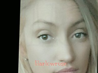 Harlowrose