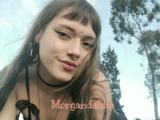 Morgandahlia
